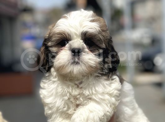 Show Kalite Shih Tzu Yavrular görsel