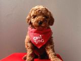 Orjinal Toy Poodle