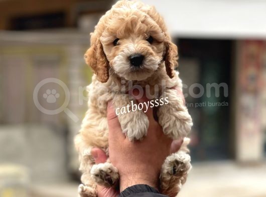 Muhteşem Party Color Maltipoo Yavrularımız görsel