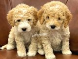 Orjinal Party Color Maltipoo Yavrularımız