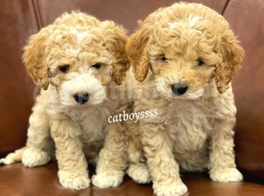 Orjinal Party Color Maltipoo Yavrularımız görsel
