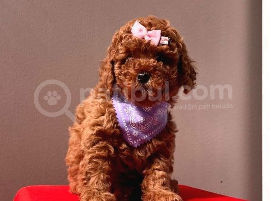 Orji̇nal Toy Poddle