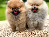 Show Kalite Pomeranian Boo Yavrular