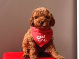 Orjinal Toy Poodle