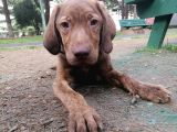 Harika Labrador Yavrular