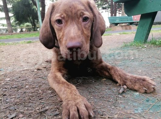 Harika Labrador Yavrular görsel