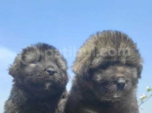 Kafkas Çoban Köpeği Yavruları