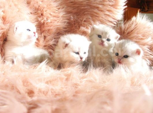 Yeni̇ Yavru Kedi̇ Huzur Bebekleri̇ Golden Baba Si̇lver Anne