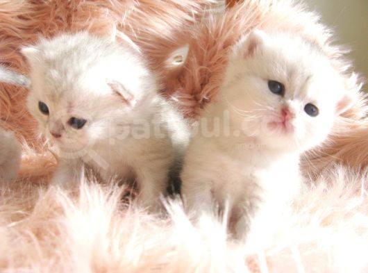 Yeni̇ Yavru Kedi̇ Huzur Bebekleri̇ Golden Baba Si̇lver Anne görsel