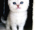 Yeni̇ Yavru Kedi̇ Huzur Bebekleri̇ Golden Baba Si̇lver Anne