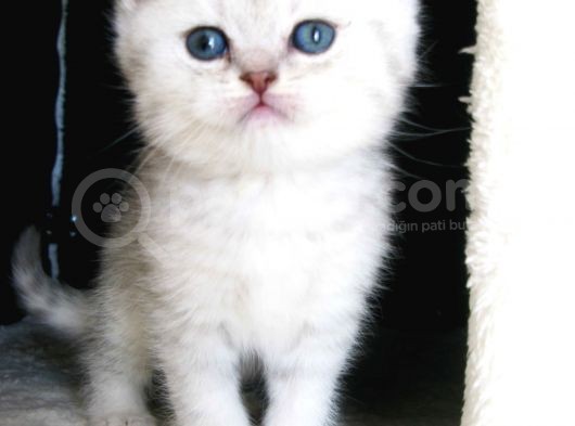 Yeni̇ Yavru Kedi̇ Huzur Bebekleri̇ Golden Baba Si̇lver Anne görsel