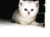 Yeni̇ Yavru Kedi̇ Huzur Bebekleri̇ Golden Baba Si̇lver Anne