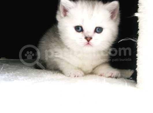 Yeni̇ Yavru Kedi̇ Huzur Bebekleri̇ Golden Baba Si̇lver Anne görsel