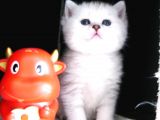 Yeni̇ Yavru Kedi̇ Huzur Bebekleri̇ Golden Baba Si̇lver Anne