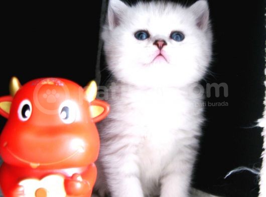 Yeni̇ Yavru Kedi̇ Huzur Bebekleri̇ Golden Baba Si̇lver Anne görsel