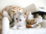 Yeni̇ Yavru Kedi̇ Huzur Bebekleri̇ Golden Baba Si̇lver Anne