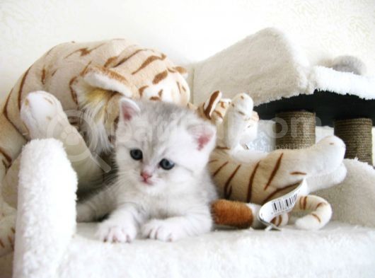 Yeni̇ Yavru Kedi̇ Huzur Bebekleri̇ Golden Baba Si̇lver Anne görsel