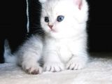 Yeni̇ Yavru Kedi̇ Huzur Bebekleri̇ Golden Baba Si̇lver Anne