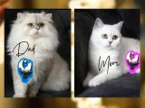 Yeni̇ Yavru Kedi̇ Huzur Bebekleri̇ Golden Baba Si̇lver Anne