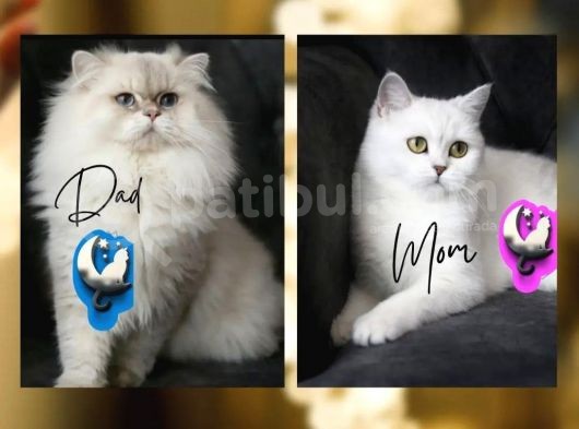Yeni̇ Yavru Kedi̇ Huzur Bebekleri̇ Golden Baba Si̇lver Anne görsel
