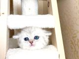 Yeni̇ Yavru Kedi̇ Huzur Bebekleri̇ Golden Baba Si̇lver Anne