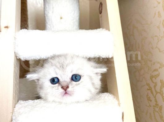 Yeni̇ Yavru Kedi̇ Huzur Bebekleri̇ Golden Baba Si̇lver Anne görsel