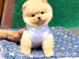 Ayıcık Suratlı Pomeranian Boo Yavrumuz