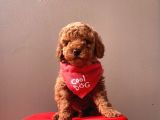 Safkan Toy Poodle Yavrularımız