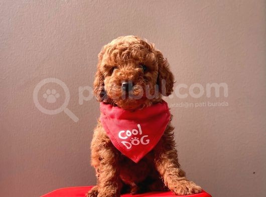 Safkan Toy Poodle Yavrularımız görsel