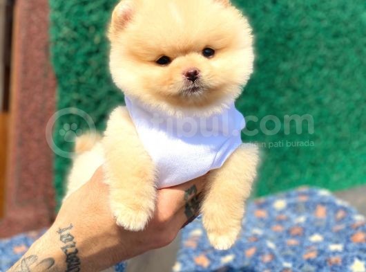 Ayıcık Suratlı Pomeranian Boo Yavrumuz görsel