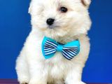 Tatli Maltese Terri̇er