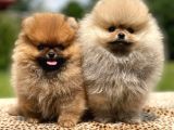 Show Kalite Pomeranian Boo Yavrular