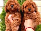 Red Brown Toy Poodle Yavrular