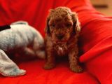 Orji̇nal Red Toy Poodle