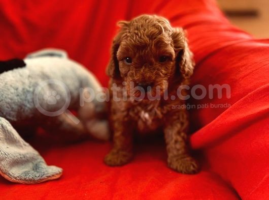 Orji̇nal Red Toy Poodle görsel