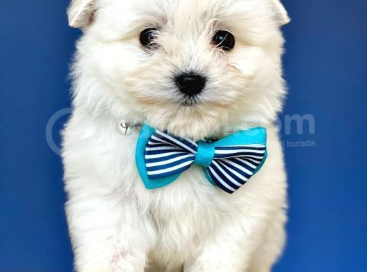 Tatli Maltese Terri̇er görsel