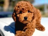 Bebek Surat Toy Poodle Yavrular