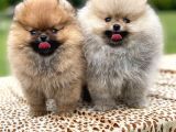 Show Kalite Pomeranian Boo Yavrular
