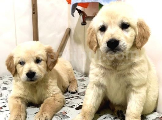 Baby Face Golden Retriever Yavruları