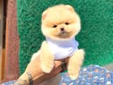 Ayıcık Suratlı Pomeranian Boo Yavrumuz