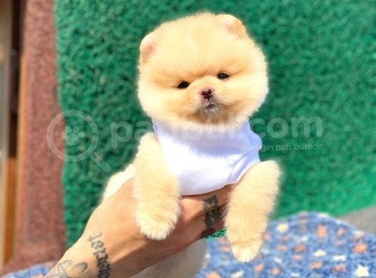 Ayıcık Suratlı Pomeranian Boo Yavrumuz görsel