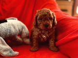 Orji̇nal Red Toy Poodle