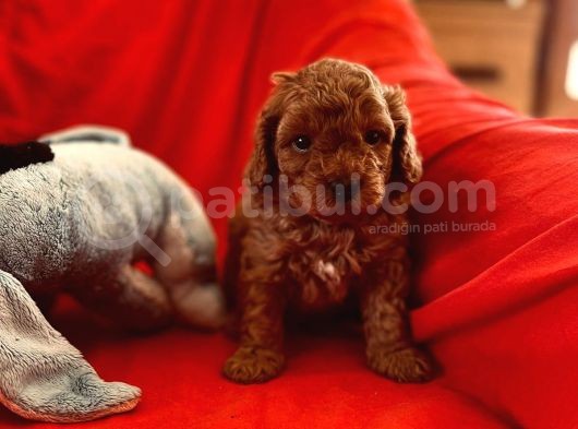 Orji̇nal Red Toy Poodle