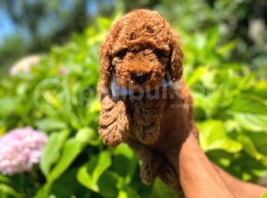 Mi̇ni̇k Red Toy Poodle Yavrulari görsel
