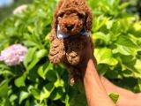 Anne Altindan Red Toy Poodle Yavruları