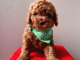 Safkan Toy Poodle Yavrularımız