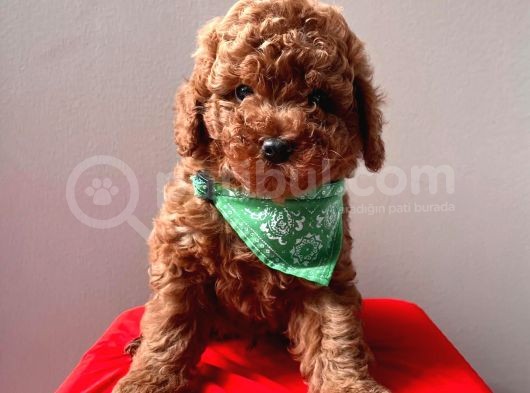 Safkan Toy Poodle Yavrularımız görsel