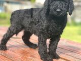 Standart Boy Irk Garantili Poodle Yavrular