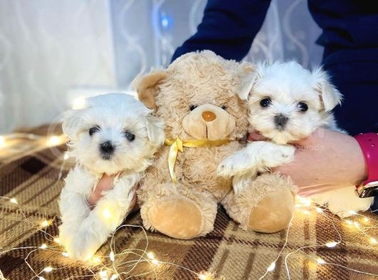 Maltese Mini Boy Yavrular görsel