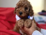 Anne Altindan Red Toy Poodle Yavruları